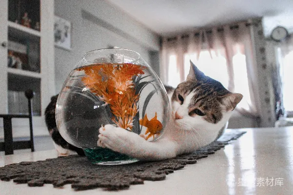 高清摄影 花猫在鱼缸里玩鱼