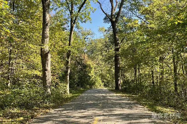 高清摄影 一条空旷的道路，两旁是树木和落叶。