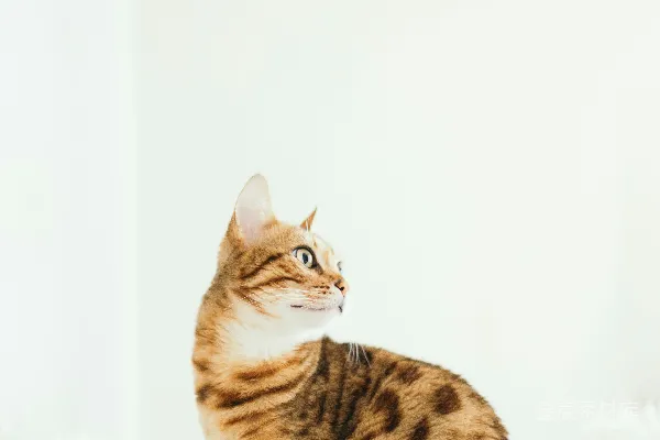 高清摄影 猫坐在垫子上