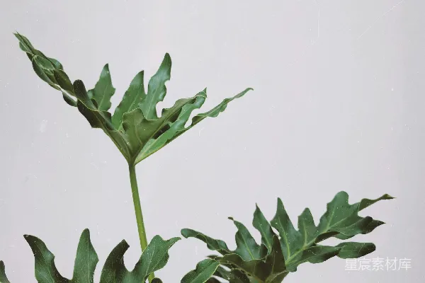 高清摄影 绿植配白色背景