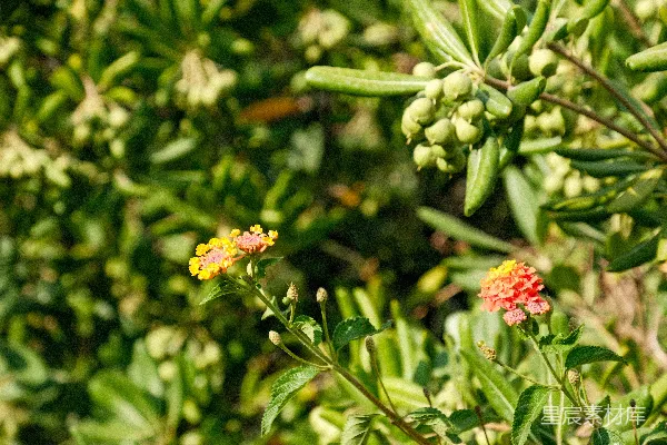 高清摄影 一树的花