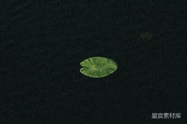 高清摄影 一片绿色的荷叶漂浮在深水中。