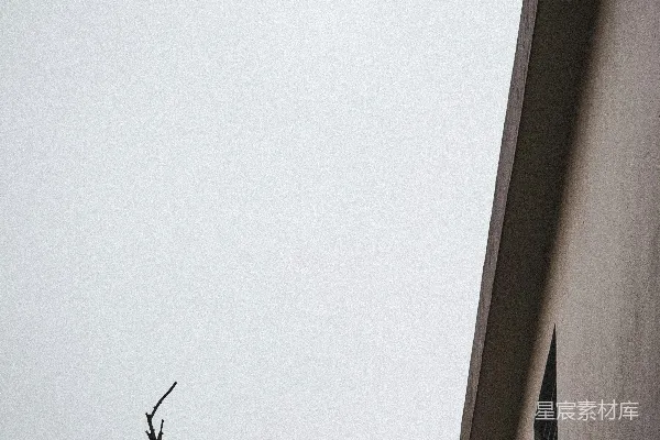 高清摄影 光秃的树枝在苍白的天空和建筑物的背景下。