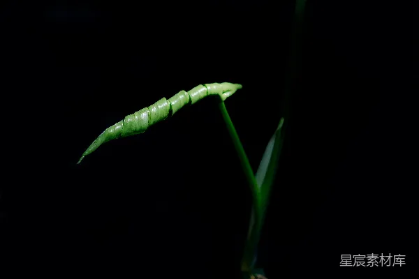 高清摄影 绿叶上的水珠