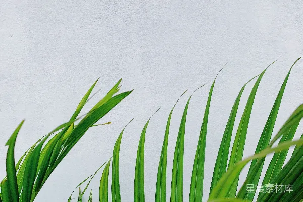 高清摄影 特写照片中的绿色棕榈树叶
