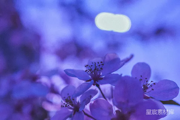 高清摄影 紫色花朵在微移镜头中