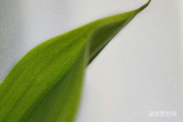 高清摄影 一张树叶的特写照片