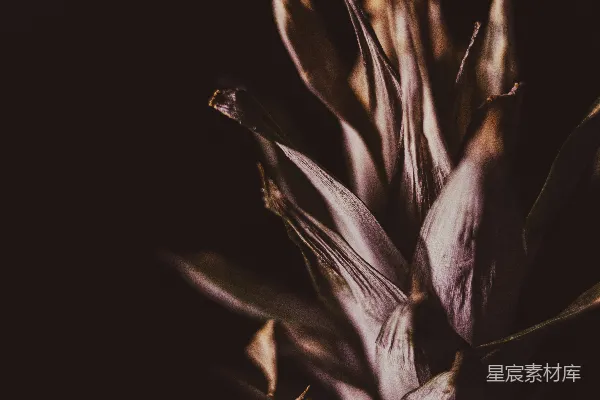 高清摄影 一株紫色花朵的特写，背景为黑色。