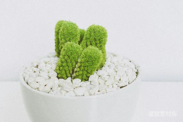 高清摄影 仙人掌植物