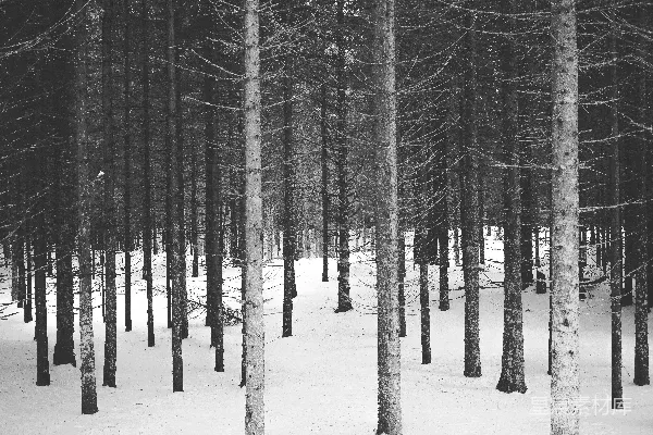 高清摄影 雪中的光秃秃的树