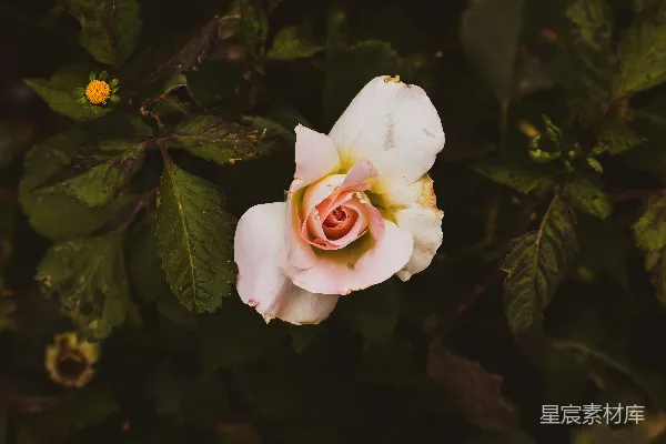 高清摄影 白花