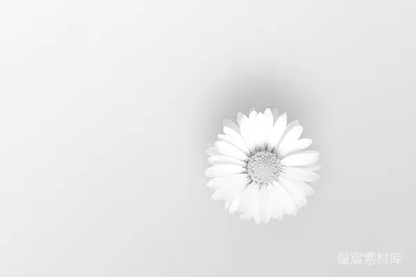 高清摄影 特写摄影中的白色雏菊