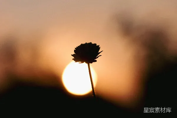 高清摄影 夕阳正挂在一朵花后面。