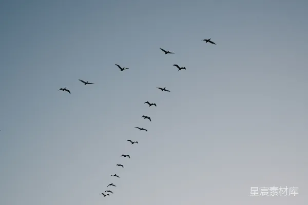 高清摄影 一群鸟在蓝天中飞翔。
