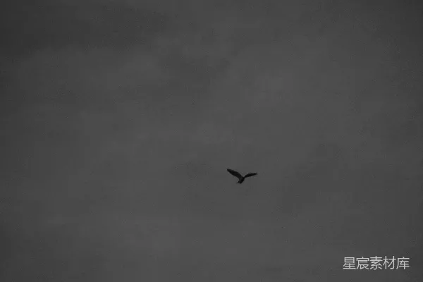 高清摄影 一张黑白照片，显示一只鸟在空中飞翔。