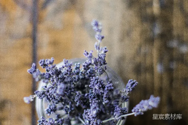 高清摄影 在清晰的玻璃罐中，选用蓝色花瓣的花卉拍摄的特写照片