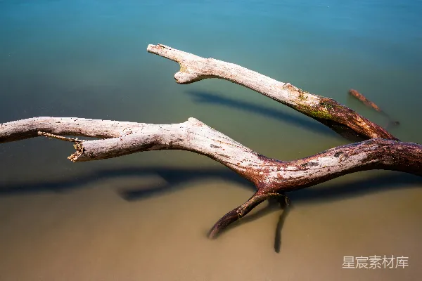 高清摄影 水中的棕色漂流木