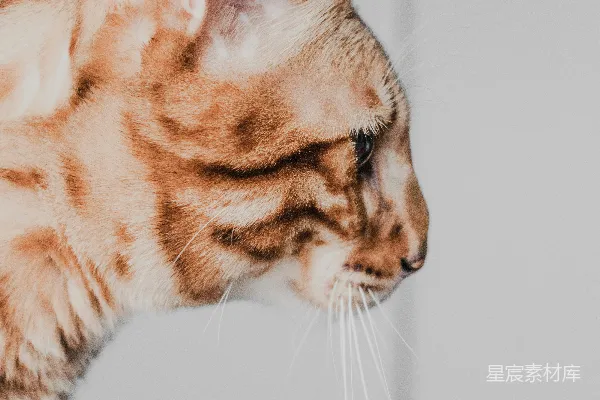 高清摄影 白底橙色虎斑猫