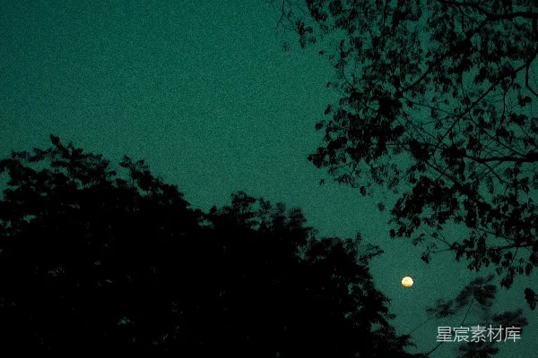 高清摄影 蔚蓝的夜空，挂着一轮明月，树的枝条在夜色中显得幽暗。