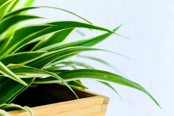高清摄影 棕色木箱上的绿色植物