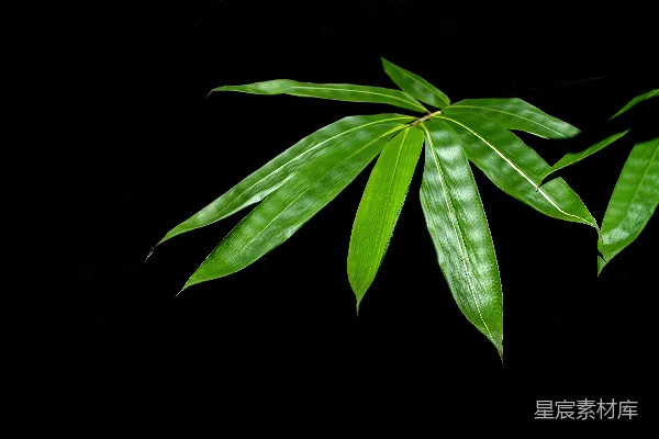 高清摄影 绿色叶植物
