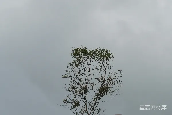 高清摄影 一棵孤独的树在阴云密布的天空下矗立。