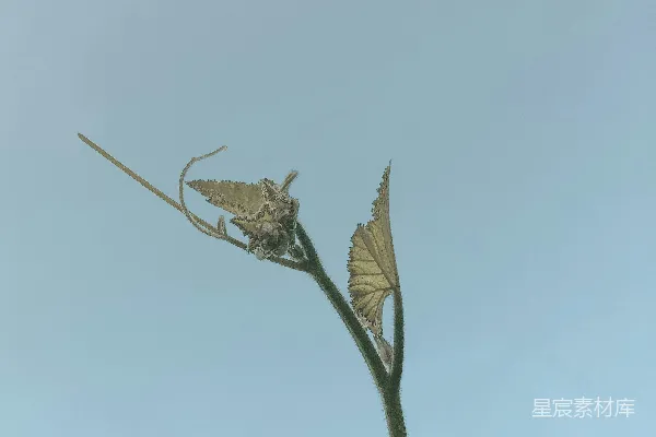 高清摄影 绿叶植物在白天
