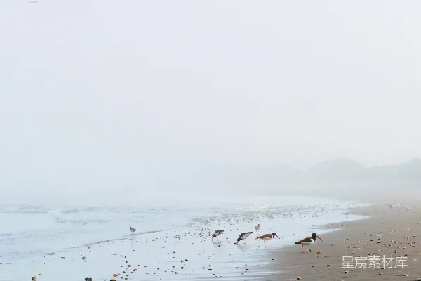 高清摄影 海滩上的鸟