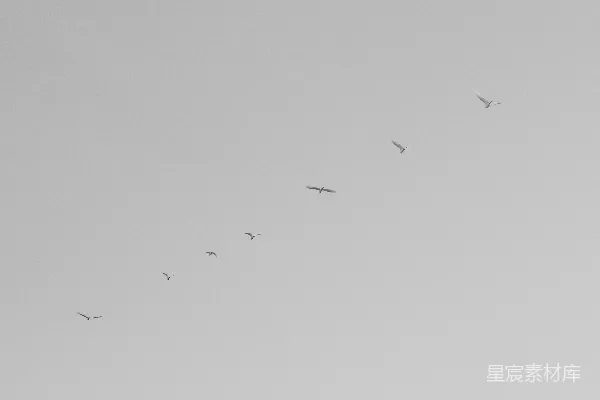 高清摄影 一群鸟在灰蒙蒙的天空中飞翔