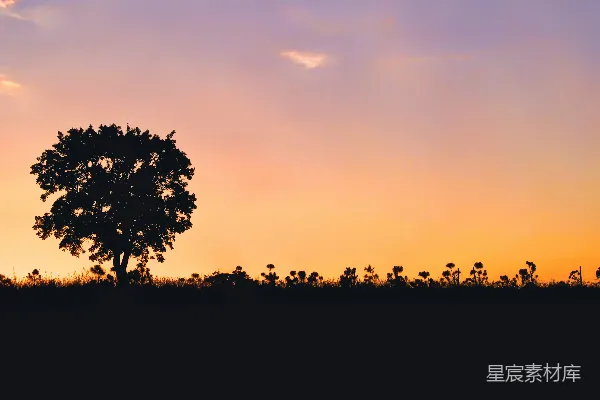 高清摄影 夕阳下树和花的剪影