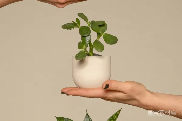 高清摄影 三只手各持一个花盆的场景