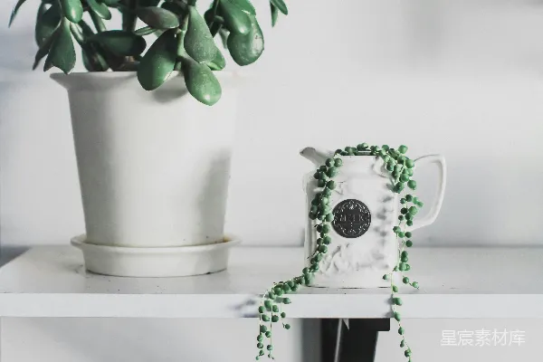 高清摄影 绿叶植物在茶壶花瓶上