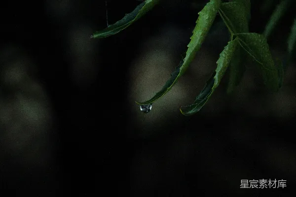 高清摄影 绿叶上有水珠