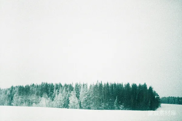 高清摄影 雪地上绿松树