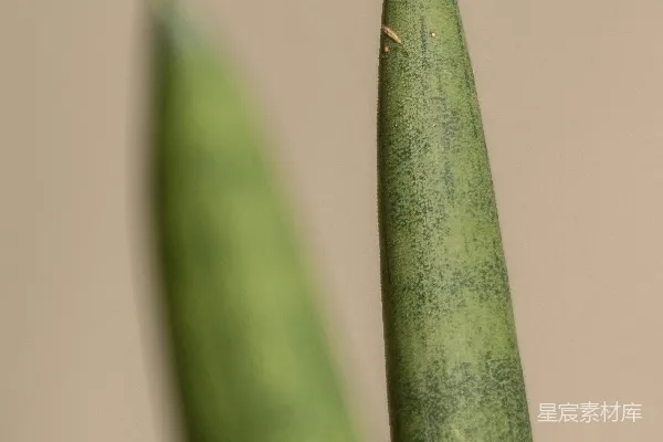 高清摄影 一株绿色豌豆植物的特写照片