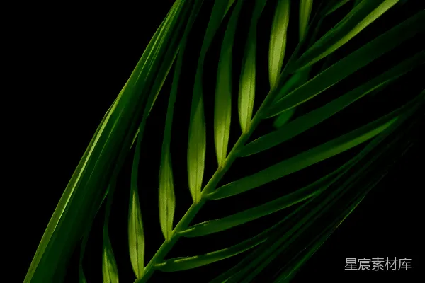 高清摄影 黑背景下的绿叶植物