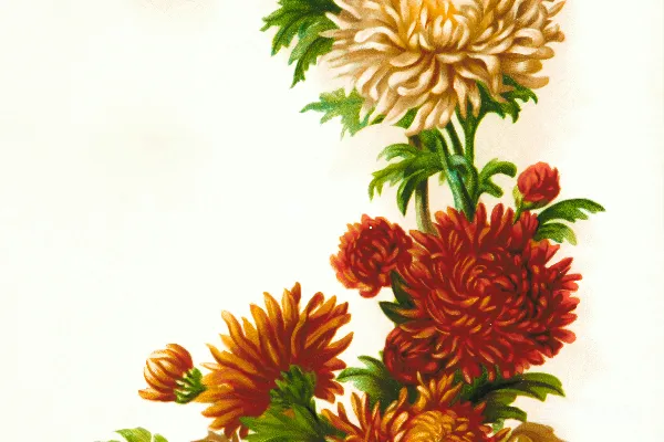 高清摄影 红黄花朵的画作