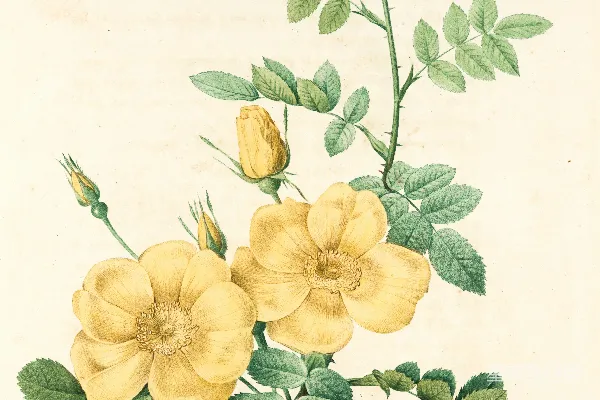 高清摄影 黄绿相间的花卉画