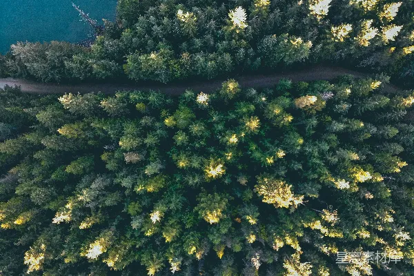高清摄影 树木航拍