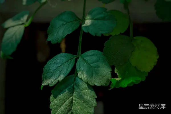 高清摄影 一张树叶在树上的特写照片