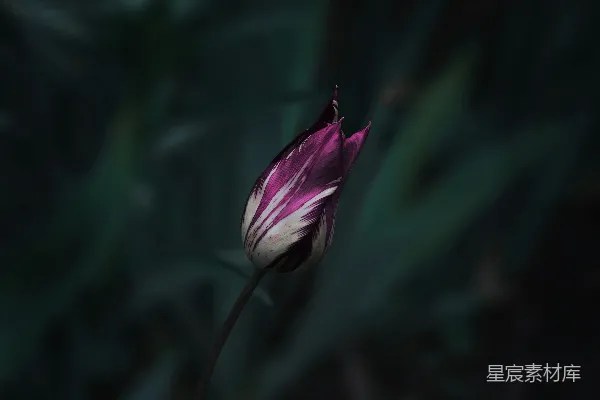 高清摄影 一朵花的特写