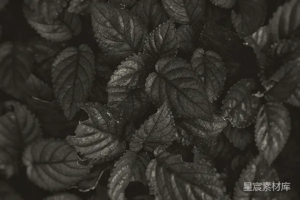 高清摄影 一张黑白照片，上面有一株茂盛的植物。