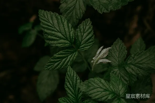 高清摄影 一棵绿色植物的特写镜头
