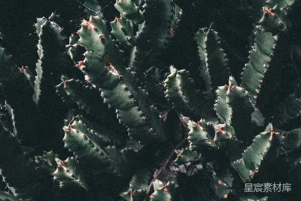 高清摄影 一张特写的绿色仙人掌植物的照片