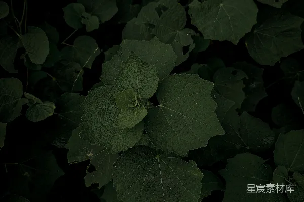 高清摄影 一株绿色植物的特写，叶片清晰可见。