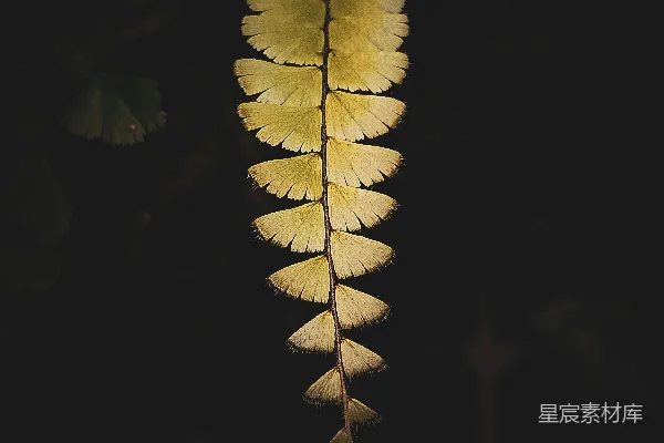 高清摄影 一叶黄叶在黑暗中闪烁。