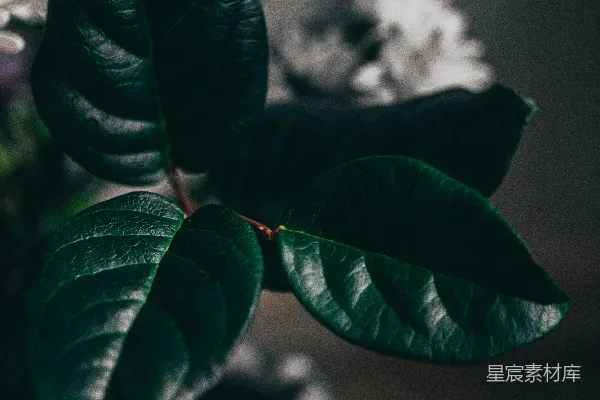 高清摄影 一株带有绿色叶子的植物的特写照片。