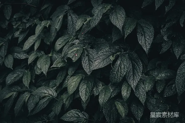 高清摄影 一棵树上的树叶的特写