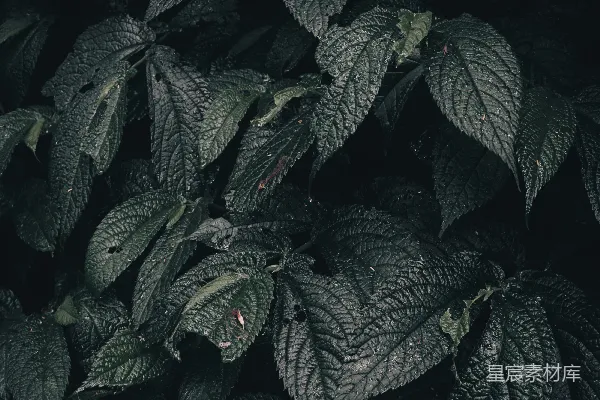 高清摄影 一株绿叶植物的特写