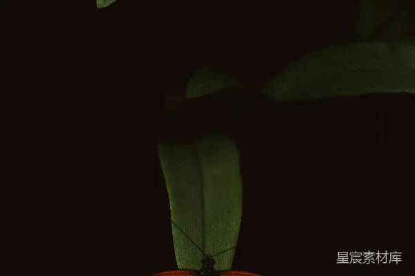 高清摄影 一只红白相间的蝴蝶停在绿色植物的顶部